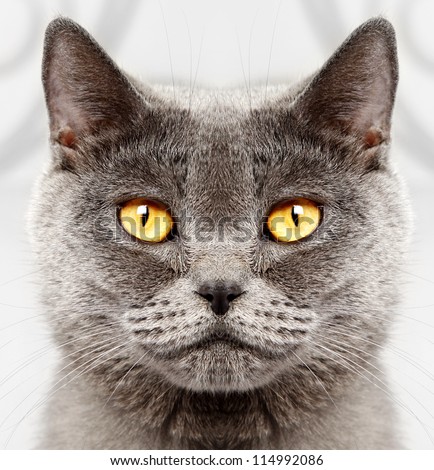 Closeup of a british short hair cat