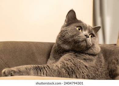 A close-up of a British Shorthair cat with yellow eyes. 
This photo captures the beauty and majesty of a British Shorthair cat. The photo is taken from a close-up perspective.  - Powered by Shutterstock
