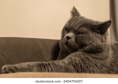 A close-up of a British Shorthair cat with yellow eyes. 
This photo captures the beauty and majesty of a British Shorthair cat. The photo is taken from a close-up perspective.  - Powered by Shutterstock