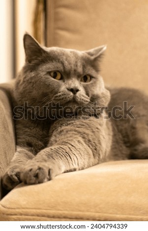 A close-up of a British Shorthair cat with yellow eyes. 
This photo captures the beauty and majesty of a British Shorthair cat. The photo is taken from a close-up perspective. 