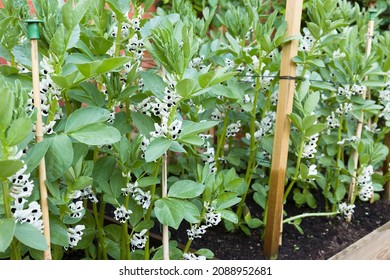 Closeup Of Broad Beans (fava Beans) Plants Growing With Flowers