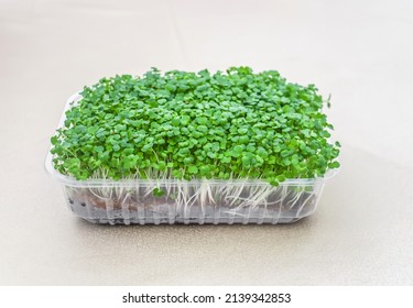 Close-up Of Broccoli Microgreens Growing In A Plastic Container