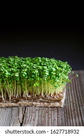 Broccoli Microgreens Images Stock Photos Vectors Shutterstock