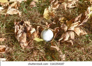 Close-up Broken Golf Ball Covered By Dead Fallen Leaves At The Golf Club.