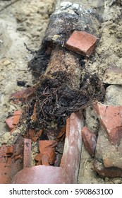 Closeup Of Broken Old Terracotta Ceramic Sewer Pipe Line Showing Pipe Completely Filled With Tree Roots.