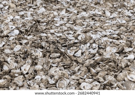Closeup of broken oyster shells after harvest