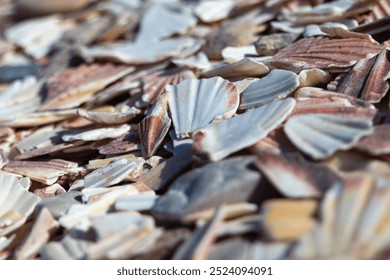 A closeup of broken shells on the beach