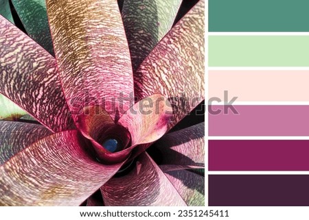 Closeup Bromeliad in a color palette with complimentary color swatches.