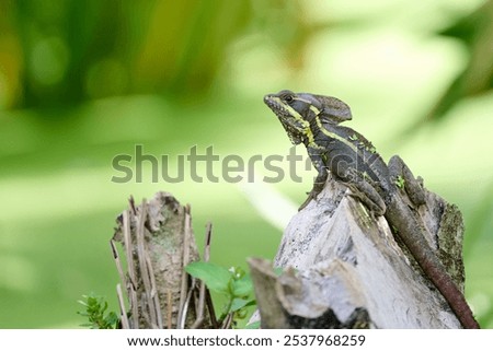 A closeup of Brown basilisk on sharp stone on blur green background