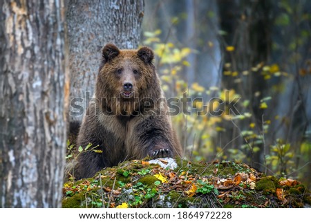 Similar – Brown Bear