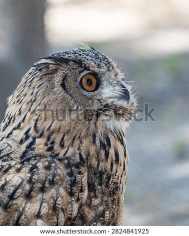 Close-up of a brown and black patterned owl. Golden eyes gaze sharply to the side. Feathers show intricate, detailed texture. Soft background highlights the owl's natural camouflage