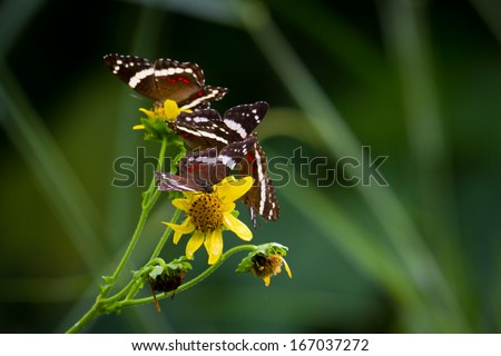 Similar – Tagpfauenauge auf der Hand