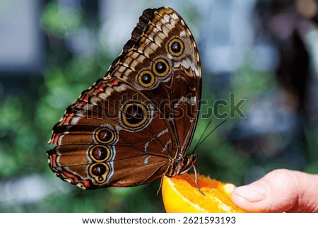 Close-up of a brown butterfly feeding on an orange slice held by a person hand. High quality illustration