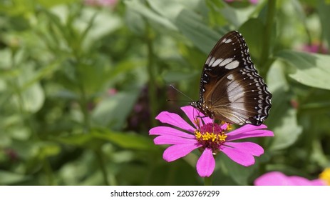 Close-up Of A Brown Butterfly Perched On A Pink Cosmos Flower With Defocused Background