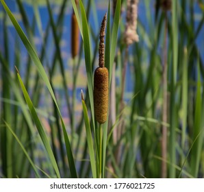 Closeup Brown Cat Tail Plant Green Leaves Blue Water