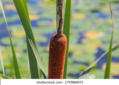 Closeup Brown Cat Tail Plant With Green Leaves