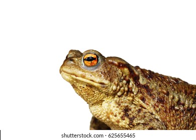 closeup of brown common toad ( Bufo ) isolated over white background