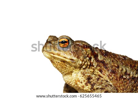 closeup of brown common toad ( Bufo ) isolated over white background