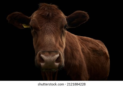 Close-up of a brown cow isolated on black background. - Powered by Shutterstock