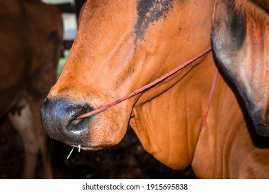 Close-up Of A Brown Cow's Nose With A Rope In The Nose To Lead Thailand Of