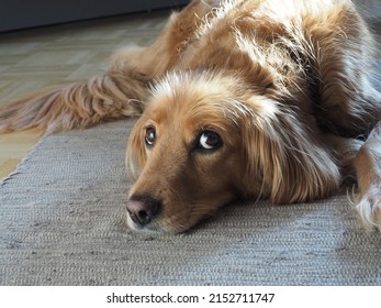 A Closeup Of A Brown Dog With Big Cute Eyes And Shiny Hair Laying On A Carpet Under The Sunlight