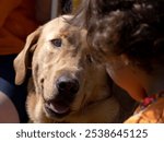 A closeup of a brown dog gazes up at a boy