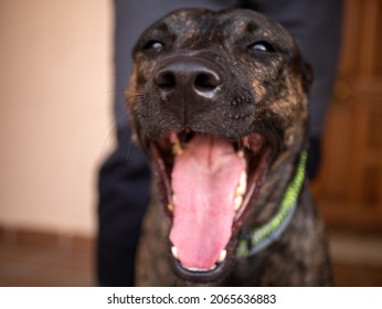 A closeup of the brown dogs face with blurred background - Shutterstock ID 2065636883