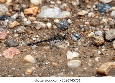 Close-Up of brown Dragonfly Resting on Pebbled Ground in Nature - Powered by Shutterstock