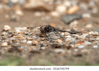 Close-Up of brown Dragonfly Resting on Pebbled Ground in Nature - Powered by Shutterstock