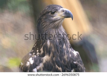 Close-up of a brown eagle perched on a log inside an enclosure, showing its powerful talons, curved beak, and detailed feather pattern in natural light.