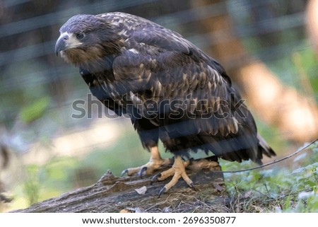 Close-up of a brown eagle perched on a log inside an enclosure, showing its powerful talons, curved beak, and detailed feather pattern in natural light.