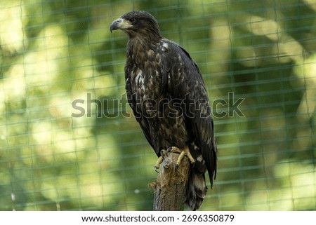 Close-up of a brown eagle perched on a log inside an enclosure, showing its powerful talons, curved beak, and detailed feather pattern in natural light.