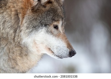 Closeup of brown Eurasian wolf looking away