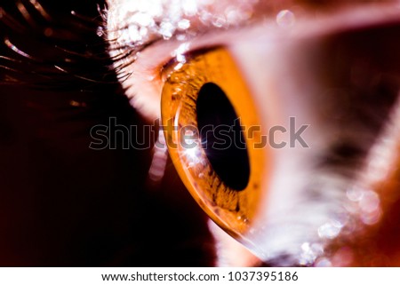 Similar – Image, Stock Photo All eyes on… Animal Pet