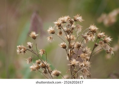 Close-up of brown fluffy creeping thistle seeds with blurred background - Powered by Shutterstock