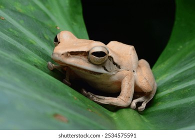 A close-up of a brown frog resting calmly on a vibrant green leaf. The image captures serene natural wildlife and gives a sense of tranquility and simplicity. - Powered by Shutterstock