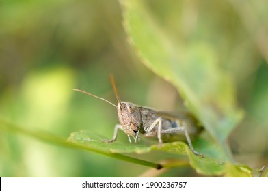 Close-up of a brown grasshopper