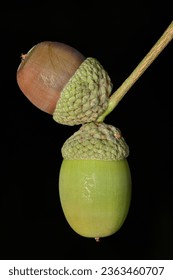 Close-up of a brown and a green acorn or oaknut from an Oak tree, against a black background, detailed