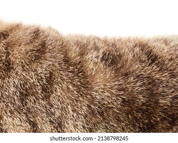 Closeup Of Brown Hair On Cat, Pets And Hair Loss Problems Concept.