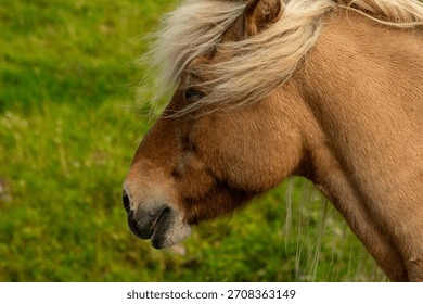 Close-up of a brown horse’s head.