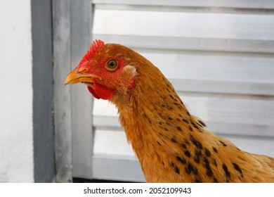 Close-up Of A Brown Hen In Front Of A Humble House.