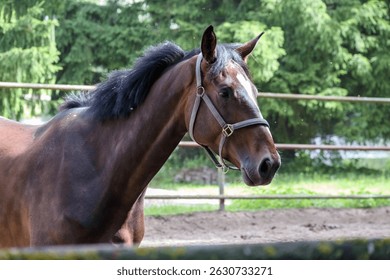 A close-up of a brown horse with a black mane and a white star on its forehead standing in a paddock with a wooden fence in the background. - Powered by Shutterstock - Get 15% off with code: PIKWIZARD15