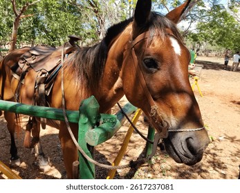 Close-up of a brown horse with a leather saddle and bridle, standing calmly in a sunny outdoor setting, surrounded by green trees and wooden fencing. - Powered by Shutterstock - Get 15% off with code: PIKWIZARD15