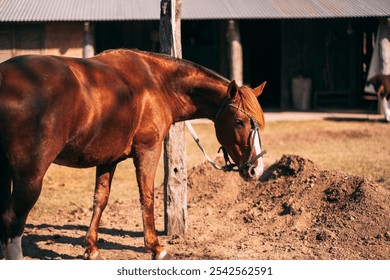 A closeup of a brown horse at a ranch on a sunny day - Powered by Shutterstock