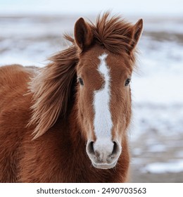 Close-up of a brown horse with white markings on a snowy background, showcasing its majestic and serene beauty. - Powered by Shutterstock