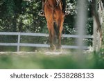 Close-up of a brown horse