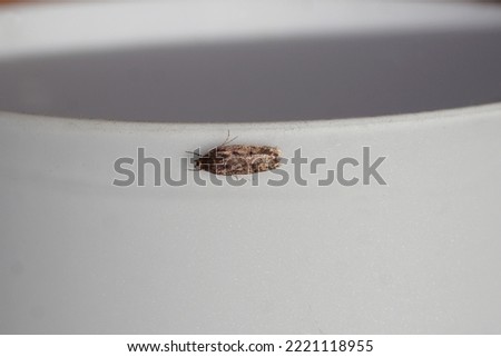 Closeup of the brown house moth (Hofmannophila pseudospretella) in house on a white lamp. Concealer moth family Oecophoridae. November, Netherlands.                                 Stock photo © 