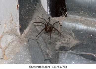 Closeup Of Brown House Spider In Web