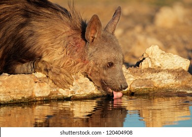 Close-up Of A Brown Hyena (Hyaena Brunnea) Drinking Water, Kalahari Desert, South Africa