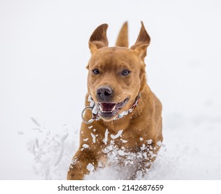 close-up of a brown labrador retriever running in deep snow in swiss winter